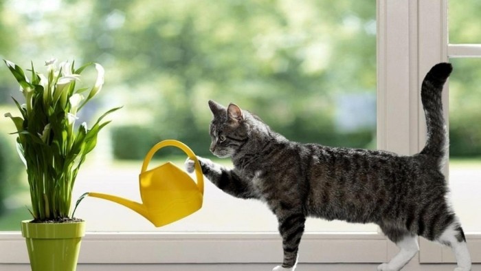 گربه و گیاه آپارتمانی تصفیه کننده هوا