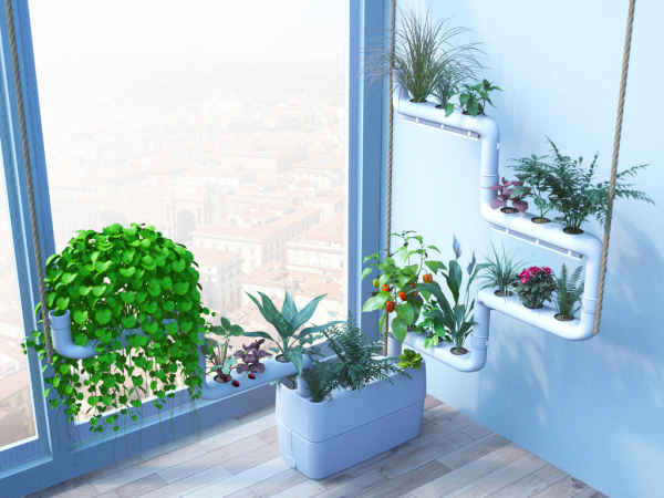 استفاده از گیاهان برای پاکسازی