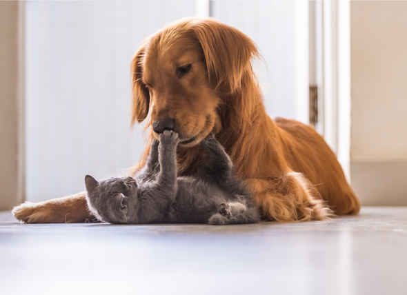 رابطه آسم با حیوانات خانگی
