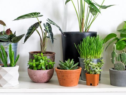 گیاهان آپارتمانی تصفیه کننده هوا
