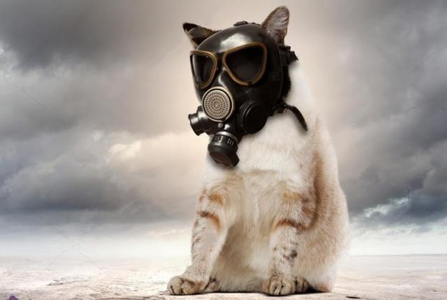  تاثیرات آلودگی هوا بر گربه ها